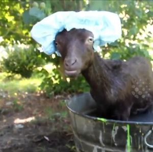 Meet your Posher, Holguin